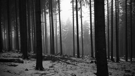 Black and white landscapes trees forest monochrome wallpaper