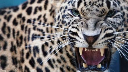 Close-up animals feline fangs leopards whiskers wallpaper