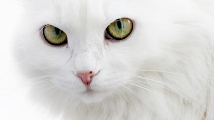 Eyes white cats animals wallpaper