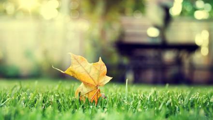 Green nature leaves grass tilt-shift wallpaper