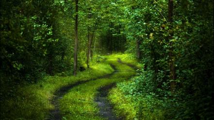 Green trees wood summer wallpaper