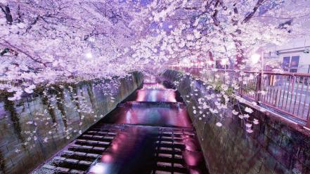 Japan cherry blossoms tokyo cityscapes wallpaper