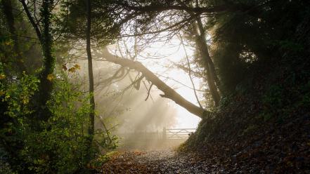 Light nature trees fences forest wallpaper