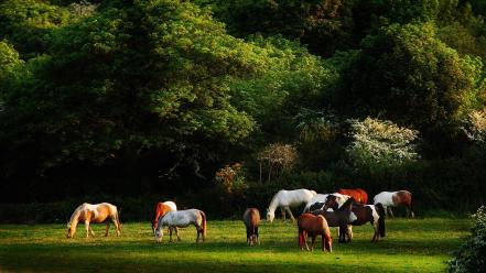 Nature animals fields horses wallpaper