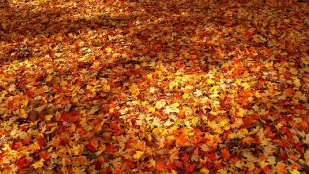 Nature autumn (season) fallen leaves wallpaper
