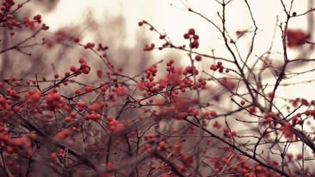 Nature depth of field berries branches wallpaper