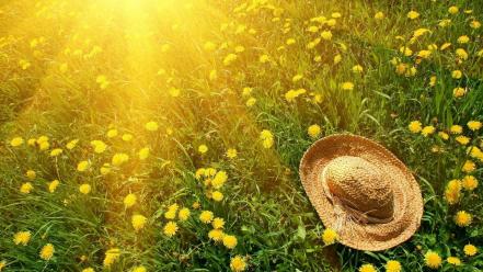 Nature grass sunlight dandelions straw hat wallpaper