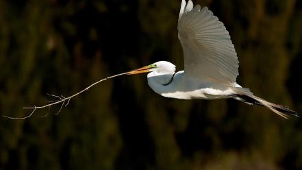 Nature great egret egrets twig birds wallpaper