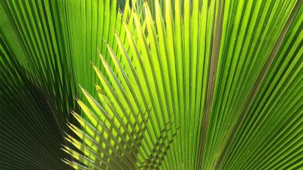 Nature palm leaves wallpaper