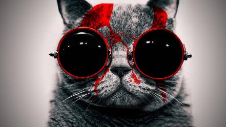Red cats animals glasses funny wallpaper