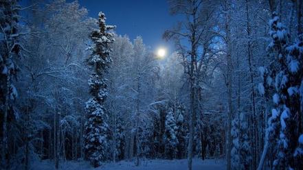 Snow trees alaska wallpaper