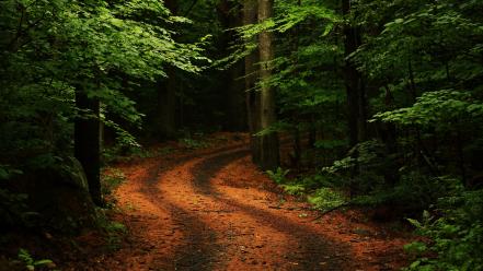 Trees forest path roads wallpaper