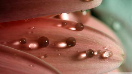 Water nature leaves pearls drops wallpaper