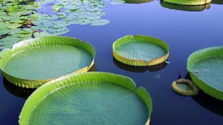 Water nature lily pads wallpaper