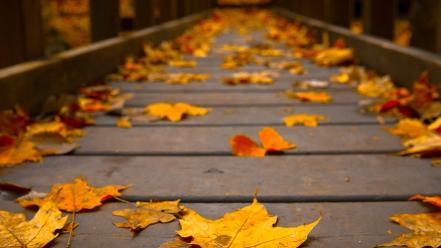 Woods wooden bridge colors peaceful view autumn wallpaper