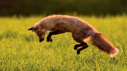Animals blurred background foxes wallpaper