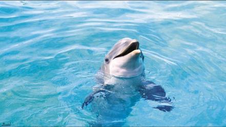 Animals dolphins wallpaper