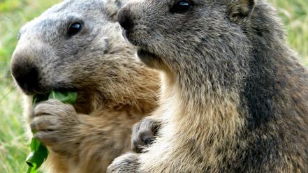 Animals eating marmots wallpaper
