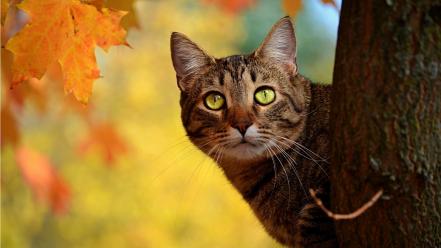 Animals leaves green eyes pets tabby autumn wallpaper