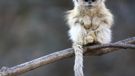 Animals snub-nosed monkeys tablet wallpaper