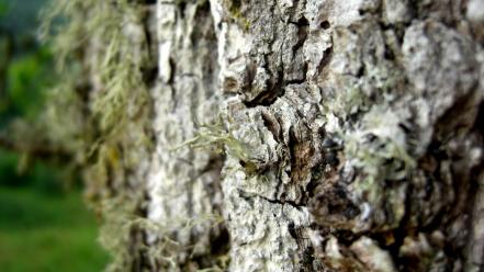 Bark macro hdr photography depth of field wallpaper