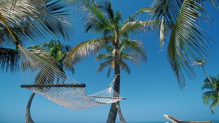 Beach hammock palm trees belize wallpaper