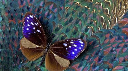 Blue crow feathers pheasant butterflies wallpaper