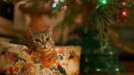 Cats christmas pets wallpaper