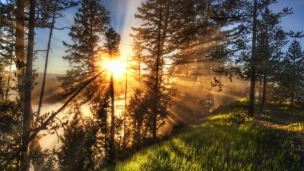 Coffee morning yellowstone wallpaper