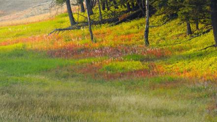 Deer wyoming yellowstone national park plateau wallpaper
