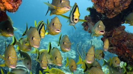 Fish school florida national sanctuary keys wallpaper