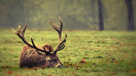 Forest animals grass wallpaper