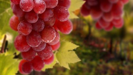 Grapes wallpaper