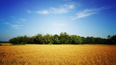 Landscapes nature gold bangladesh blue skies village wallpaper