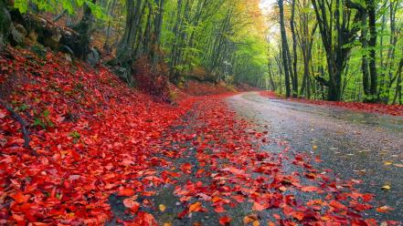 Landscapes nature trees forest leaves grass roads autumn wallpaper