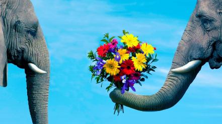 Love flowers animals couple elephants blue background wallpaper
