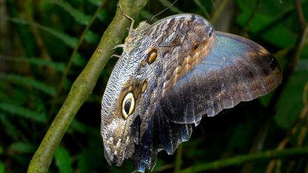 Macro hdr photography depth of field butterflies wallpaper