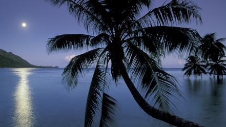 Moonlight french polynesia moorea bay wallpaper