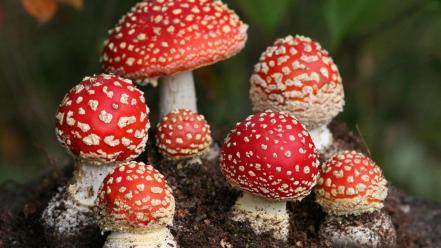 Mushrooms amanita muscaria wallpaper