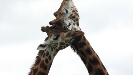 Nature animals affection giraffes wallpaper