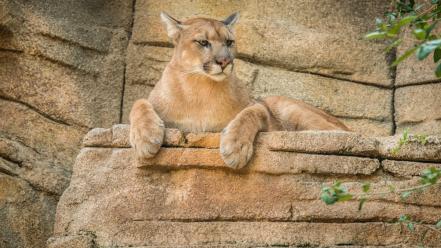 Nature animals mountain lions wallpaper