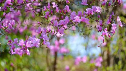 Nature flowers bokeh pink wallpaper