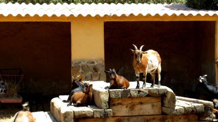 Nature sun wood animals portugal goats wallpaper