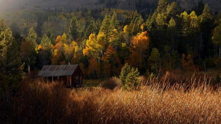 Nature trees forest country cabin wallpaper