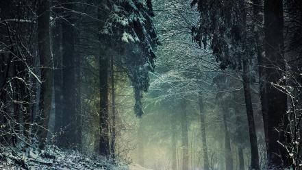 Nature winter forest wallpaper