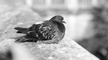 Paris grayscale pigeons sitting birds wallpaper