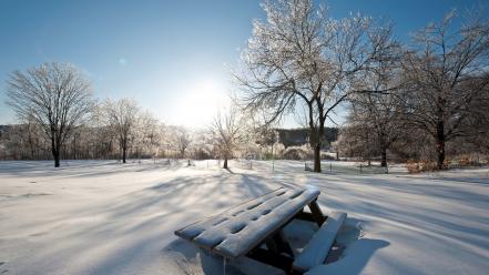 Snow trees new year 2013 wallpaper