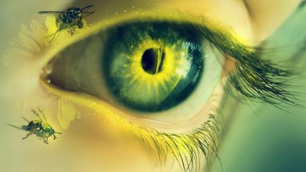 Summer golden bees eye wallpaper
