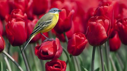 Tulips red flowers wagtails birds wallpaper