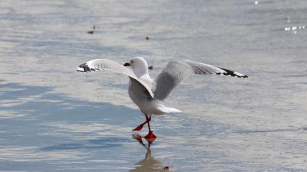 White flying birds waves animals seagulls sea wallpaper